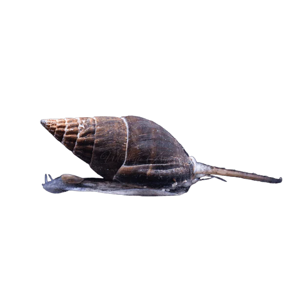 Nassarius Snail