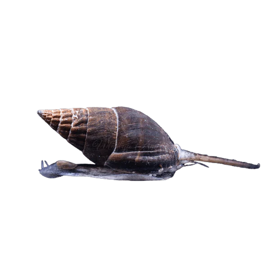 Nassarius Snail