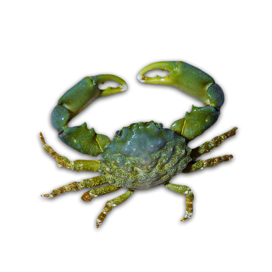 Green Emerald Crab - (Mithraculus sculptus)