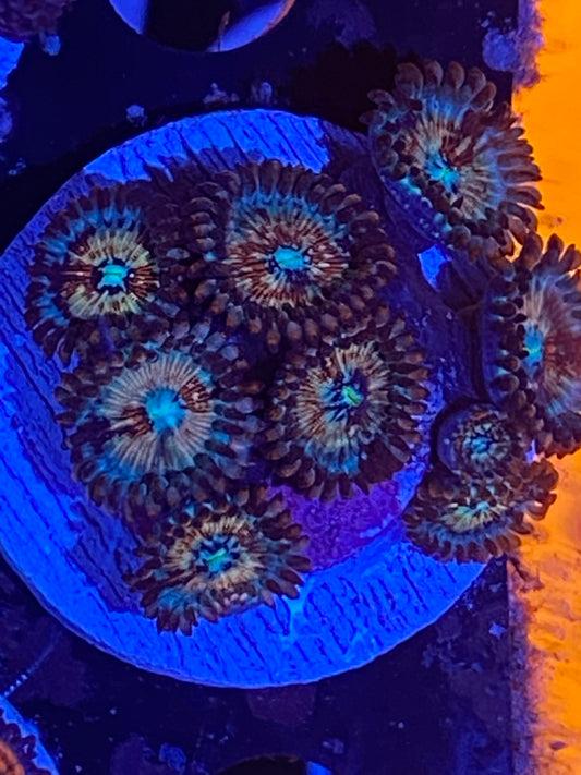 White Zombie Zoanthids