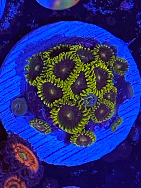 Starfighter Zoanthids