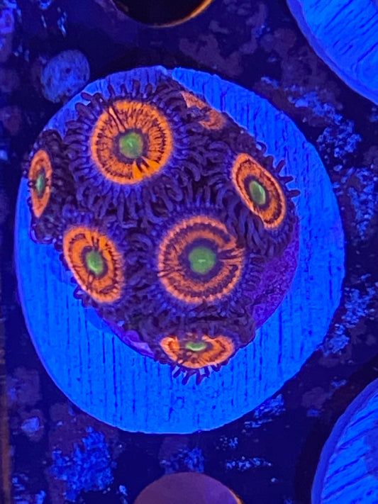 Gobstopper Zoanthids